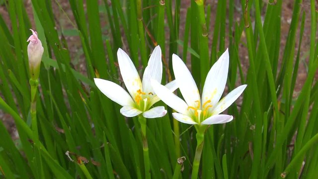 white zephyranthes lily flower in garden