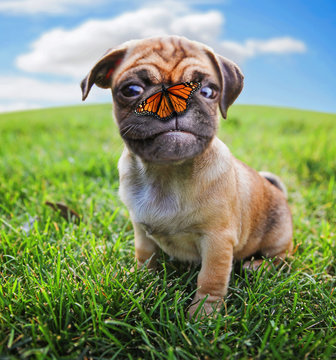 a cute chihuahua pug mix puppy (chug) looking at the camera with a butterfly on its nose