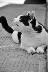 Close up of a cat at Recoleta cemetery 