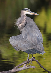 Beautiful photo of a great blue heron