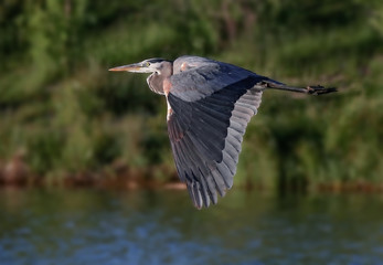 a great blue heron flying over the water in a local wildlife park after fishing