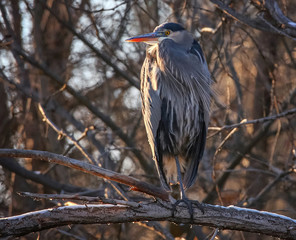 Beautiful photo of a great blue heron