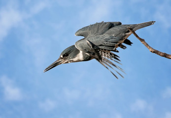 Beautiful bird photo in a natural environment