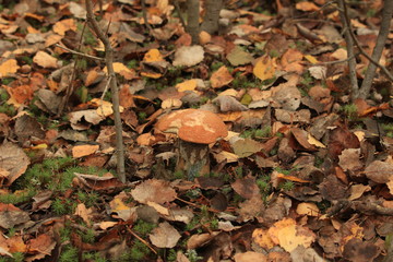 mushroom among fallen leaves in the forest