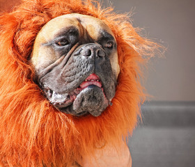 a large bull mastiff boxer in a lion costume toned with a retro vintage instagram filter