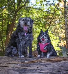 a large mixed breed dog and a pomeranian with a pink harness on posing for the camera during a hot summer day with her tongue poking out