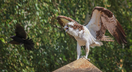 an osprey sitting on a rock with a blackbird flying around it trying to protect its nest