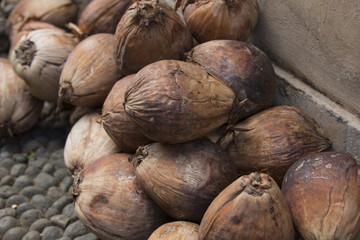 coconuts