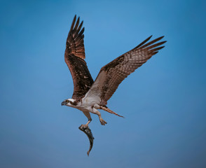 Obraz premium a beautiful photo of an osprey
