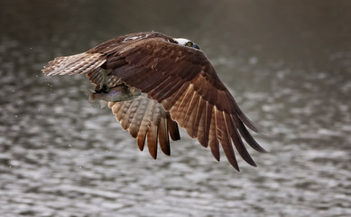 an osprey hunting for fish