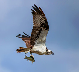 a beautiful photo of an osprey