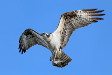 an osprey hunting for fish