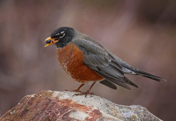 a robin eating a berry in a park