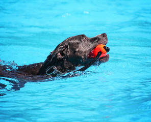  a dog having fun at a local public pool