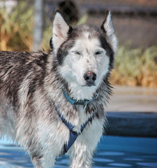  a dog having fun at a local public pool