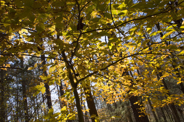 Obraz premium Canopy of yellow autumn leaves