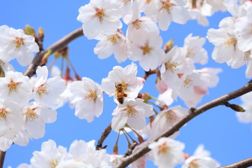 桜とミツバチ　青空バック　Cherry blossoms and bee	