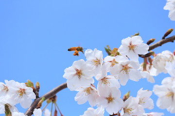 桜とミツバチ　青空バック　Cherry blossoms and bee