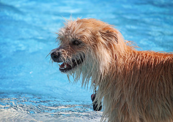 a cute dog swimming in a public pool and having a good time during the summer vacation holiday