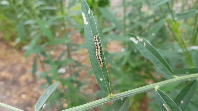 Caterpillar on the Sesbania plant, eat leaves food