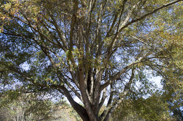 Obraz premium Autumn oak tree canopy