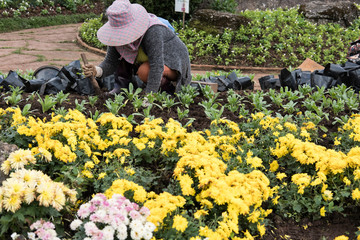 gardener planting flower in garden. woman growing plant with soil at back yard