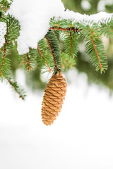 Single pinecone hanging from tree branch covered in snow