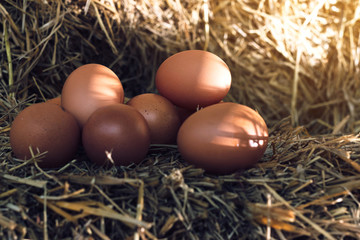 The lifestyle of the farm in the countryside, fresh eggs from the farm in the countryside.