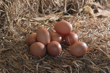 The lifestyle of the farm in the countryside, fresh eggs from the farm in the countryside.