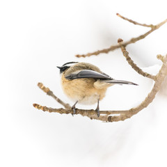 Soft chickadee perching on a branch, closeup detail in feathers and feet