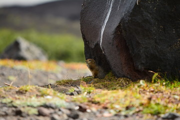 Kamchatka gopher stands on a stone, a Far Eastern rodent, feeding a large gray hamster nuts on an Avacha volcano, close up portrait