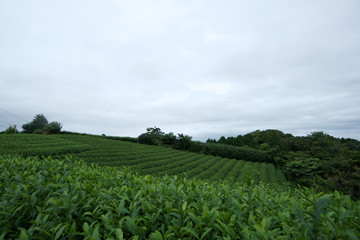 Fototapeta na wymiar Teas field in Shizuoka Japan in summer time. with a clear sky in background