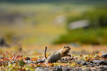 Kamchatka gopher stands on a stone, a Far Eastern rodent, feeding a large gray hamster nuts on an Avacha volcano, close up portrait