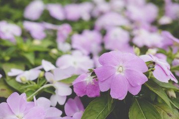 blooming flower in garden. flowerbed in park.