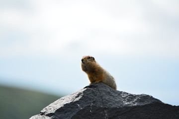 Kamchatka gopher stands on a stone, a Far Eastern rodent, feeding a large gray hamster nuts on an Avacha volcano, close up portrait