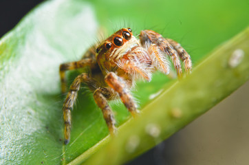 Spiders jumping orange in nature in macro view.