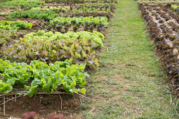 lettuce plant growing in vegetable garden. soil cultivation. Agricultural industry.