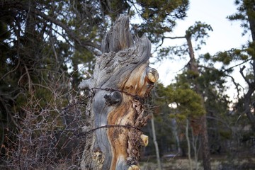 Dead tree serving as an old barb wire fence post