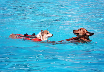 a cute dog playing at a public pool and having a good time during the summer vacation holiday