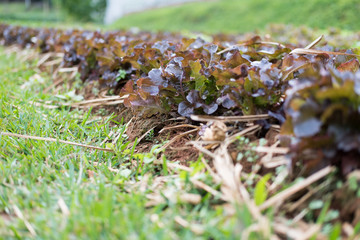 lettuce plant growing in vegetable garden. soil cultivation. Agricultural industry.