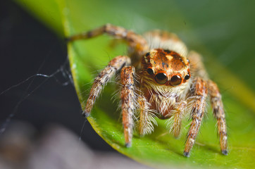 Spiders jumping orange in nature in macro view.