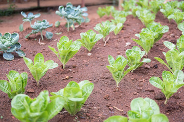 lettuce plant growing in vegetable garden. soil cultivation. Agricultural industry.