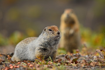Kamchatka gopher stands on a stone, a Far Eastern rodent, feeding a large gray hamster nuts on an Avacha volcano, close up portrait