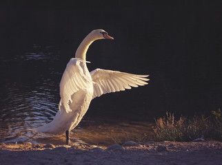 moody image of a beautiful swan flapping its wings toned with a retro vintage instagram filter app or action effect