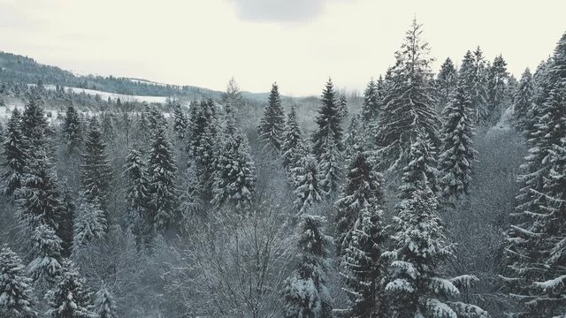 Aerial view of a winter forest. tustan carpathians