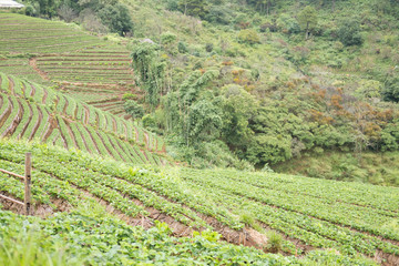 Fototapeta na wymiar strawberrry plantation on mountain. strawberries farm. food & agriculture concept.