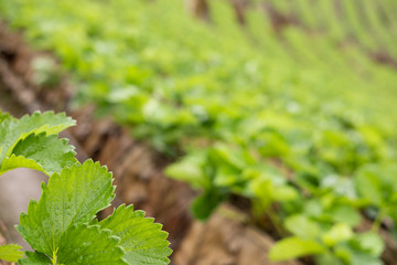strawberrry plantation on mountain. strawberries farm. food & agriculture concept.