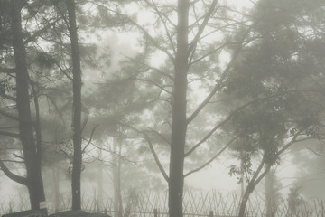 Fototapeta na wymiar fog and mist in pine tree forest. nature landscape