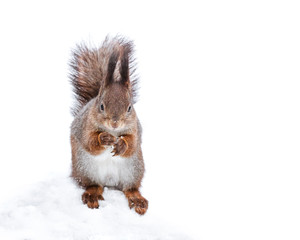 red squirrel with fluffy tail on white snow in winter forest