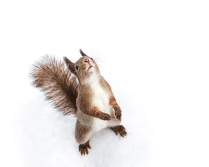 Zelfklevend Fotobehang Eekhoorn jonge rode eekhoorn die in witte sneeuw staat en naar boven kijkt